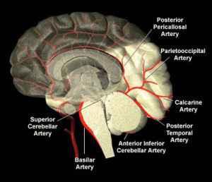 PCA（大脑后动脉）