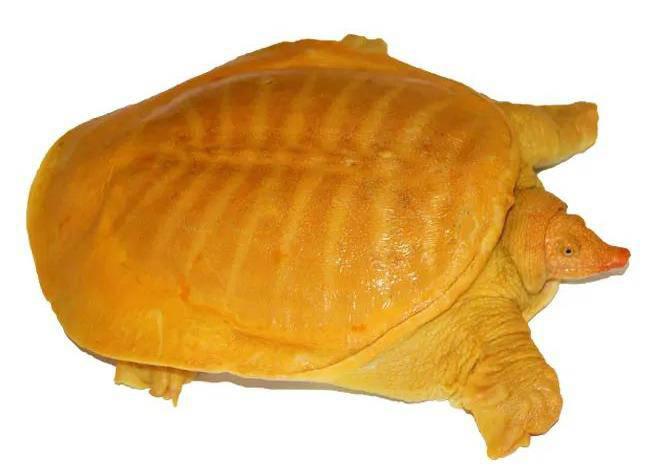 黄金鳖（半水栖龟类）