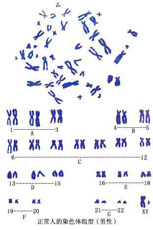 染色体组型（生物学名词）