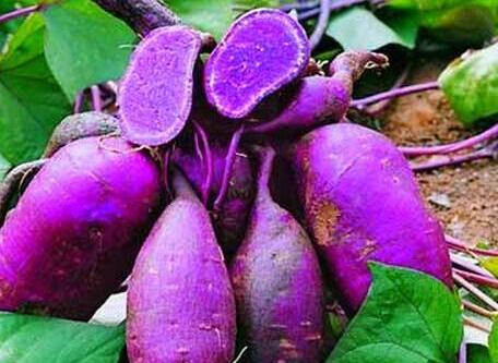 紫薯（草本植物）
