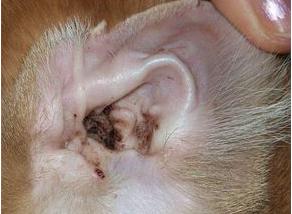 耳螨（外耳道寄生虫）