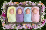 四胞胎（怀孕过程中的一种特殊现象）