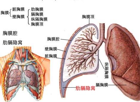 胸膜（衬覆在胸壁内面和肺表面的浆膜）
