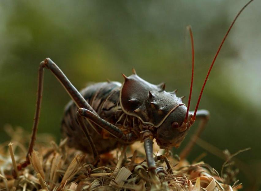 盔甲蟋蟀（昆虫纲螽斯科动物）