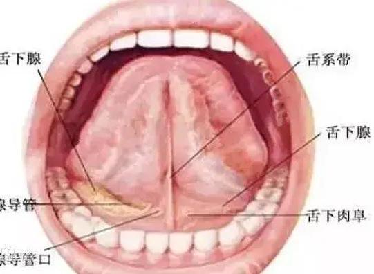 舌系带（口舌间薄条状组织）