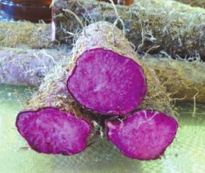 紫玉淮山（薯蓣科薯蓣属植物）