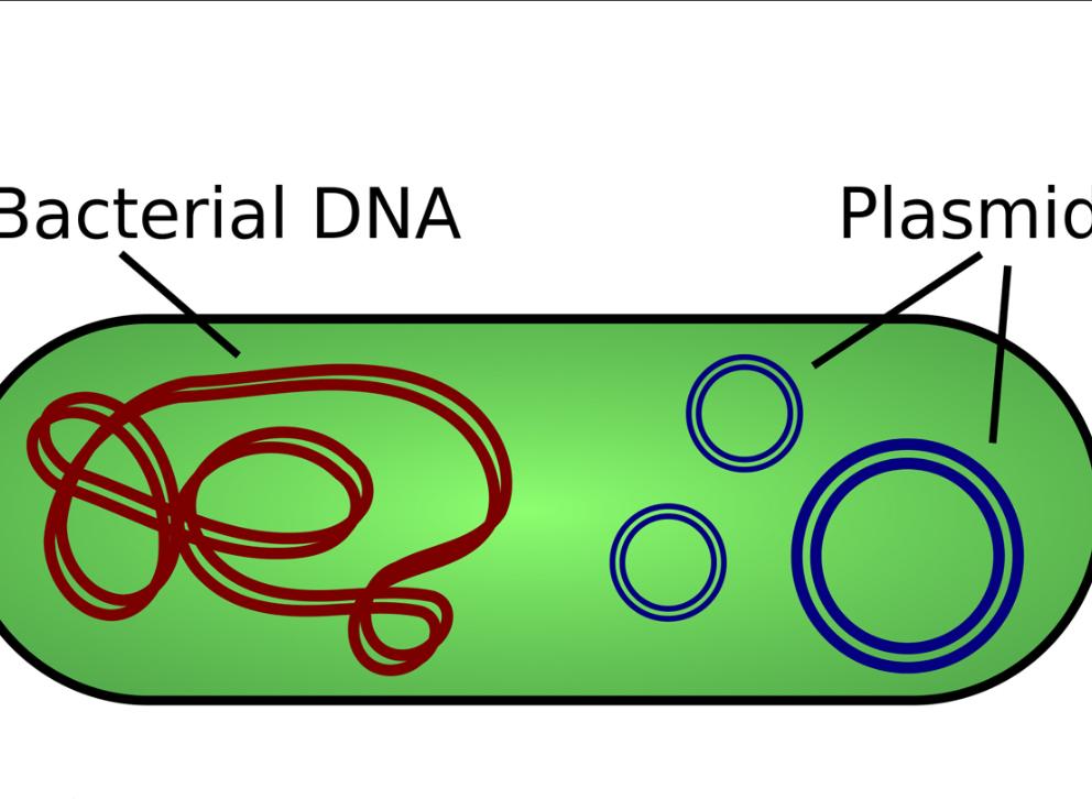 质粒（DNA分子）