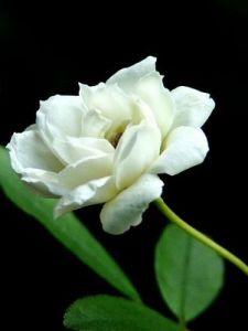 白蔷薇（蔷薇科蔷薇属植物）