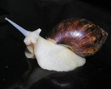 白玉蜗牛（玛瑙螺科非洲大蜗牛属动物）