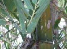 孟竹（禾本科绿竹属植物）