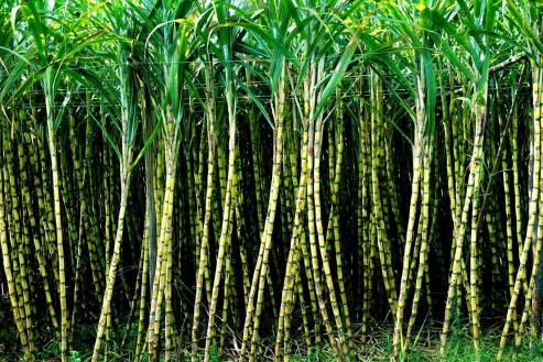 竹蔗（被子植物）