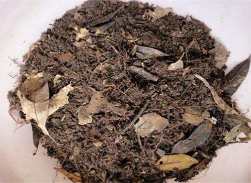 腐叶土（植物枝叶在土壤中分解发酵后形成的营养土）