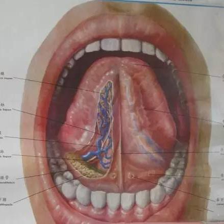 舌脉（中医诊断疾病的重要客系）