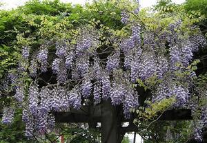 紫藤萝（藤木植物）
