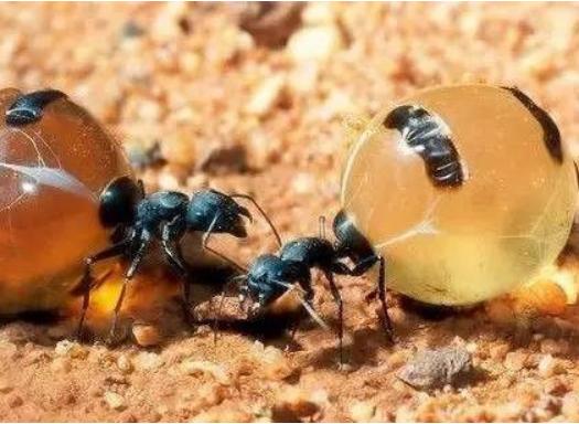 蜜蚁（若干种不同的蚁科昆虫的统称）