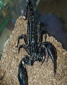 非洲帝王蝎（世界上最大型蝎子之一）