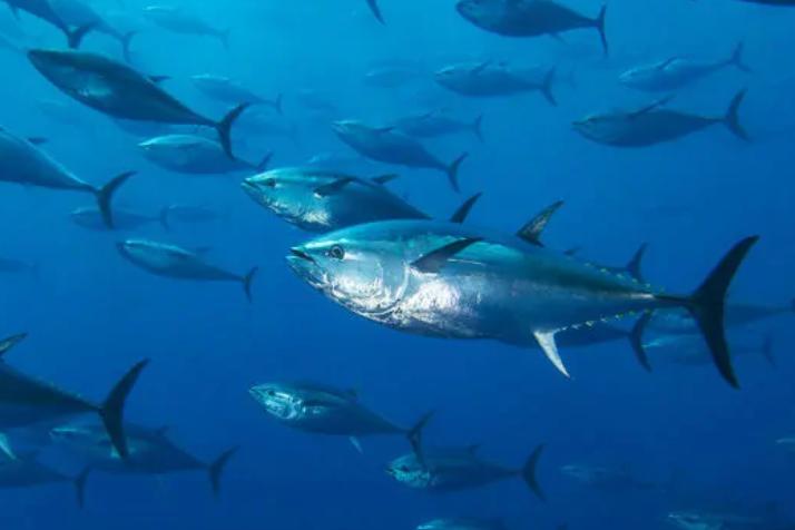 大西洋蓝鳍金枪鱼（鲭科金枪鱼属动物）
