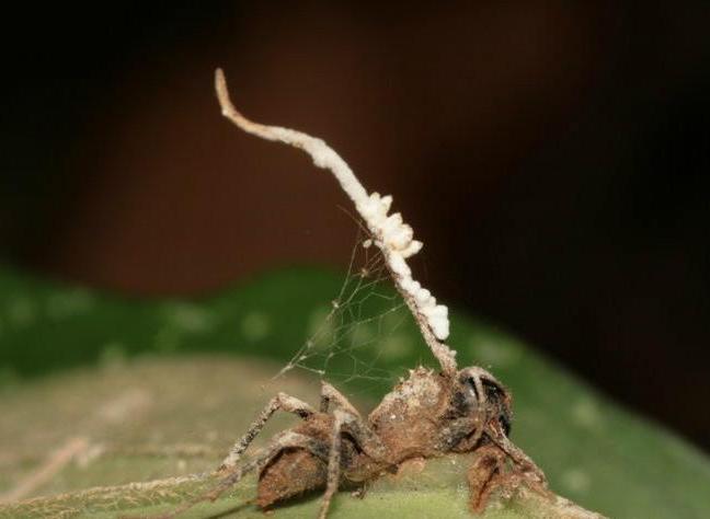 僵尸蚂蚁（真菌界子囊菌门动物）