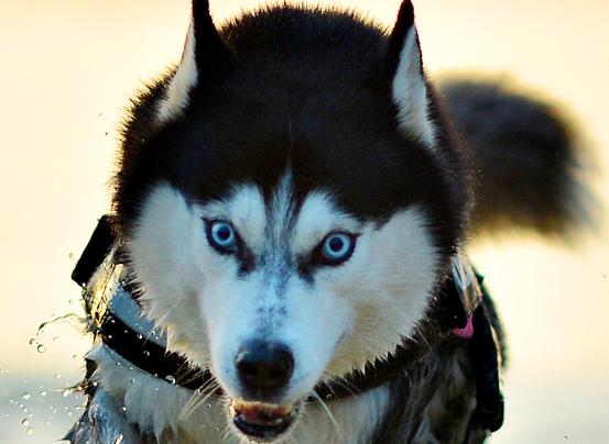 哈奇士（西伯利亚雪橇犬）