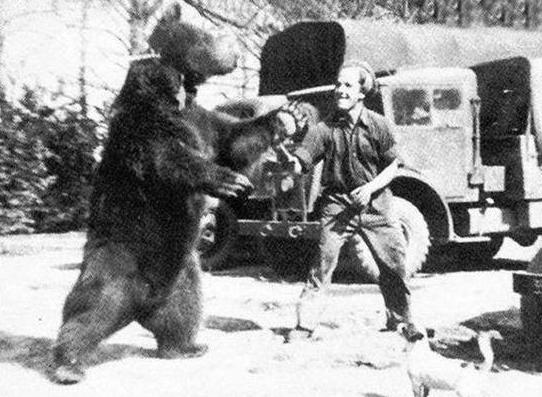 沃伊泰克（二战波兰军队的棕熊）