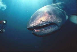 巨口鲨（鼠鲨目巨口鲨科动物）