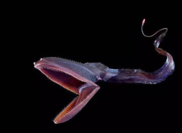 吞噬鳗（鳗鲡目宽咽鱼科）