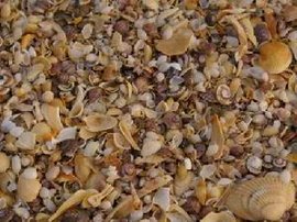 天津贝壳堤（海生贝壳碎屑和细沙、粉沙组成的滨岸堤）