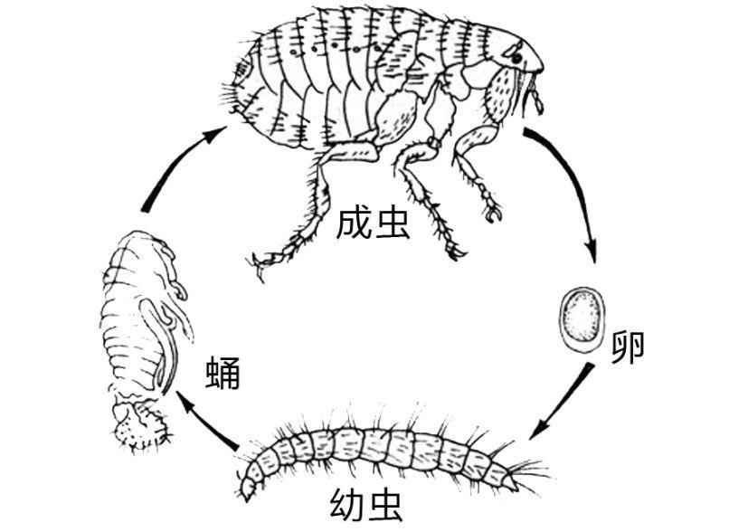 完全变态（昆虫变态地两种类型之一）