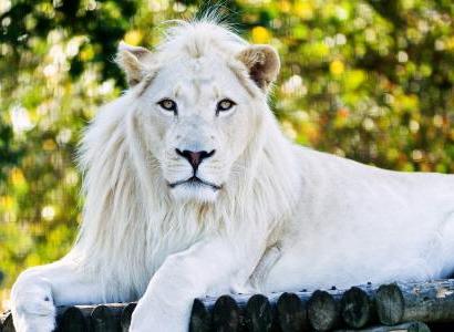 白狮子（食肉目猫科动物）
