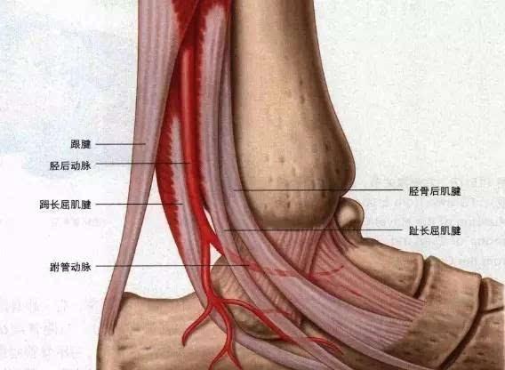 肌腱拉伤（肌肉或者肌腱活动过度受到损伤引起的症状）