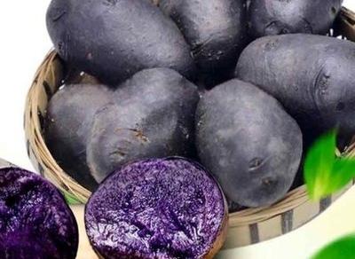 紫土豆（茄目茄科茄属植物）