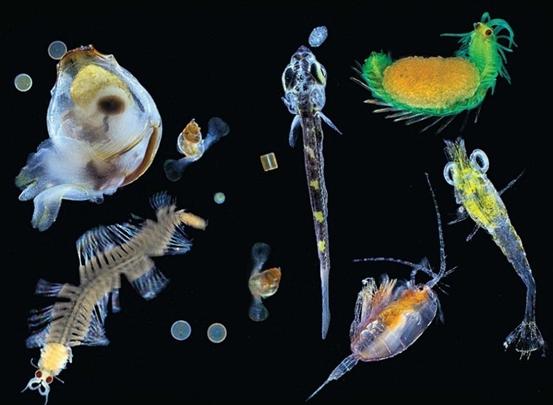 浮游动物（水中营浮游性生活的动物类群）