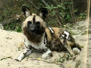 非洲野犬（犬科非洲野犬属动物）