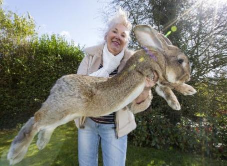 巨型兔（体型巨大的兔子）