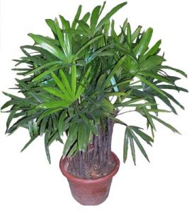 棕竹（常绿观叶植物）