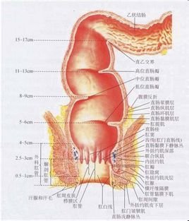 肛门结构（解剖性肛管）