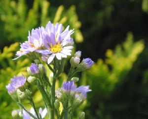紫苑花（菊科紫苑属植物）