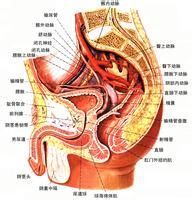 后尿道（尿道前列腺部和膜部）