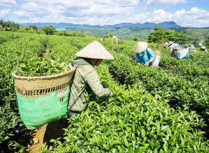 茶农（种植茶树、采摘茶叶、制作茶叶的人）