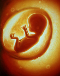 胎儿（妊娠后未出生的儿体）