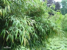 箭竹（禾本科竹类植物）