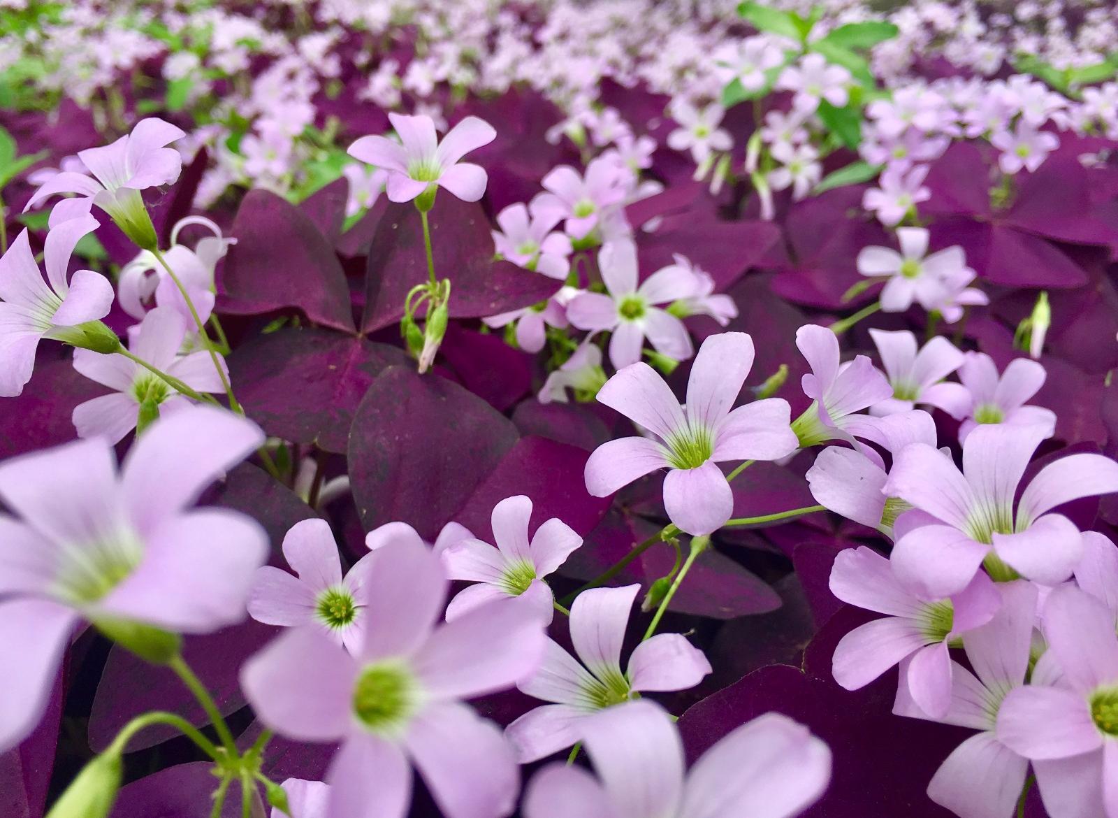 紫叶酢浆草（多年生宿根草本植物）