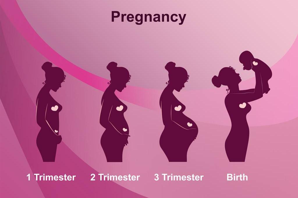 妊娠（从受孕至分娩的生理过程）