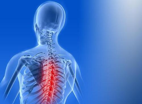 脊椎（由脊椎骨及椎间盘构成的人体结构）