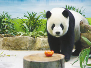 团团（中国大熊猫）