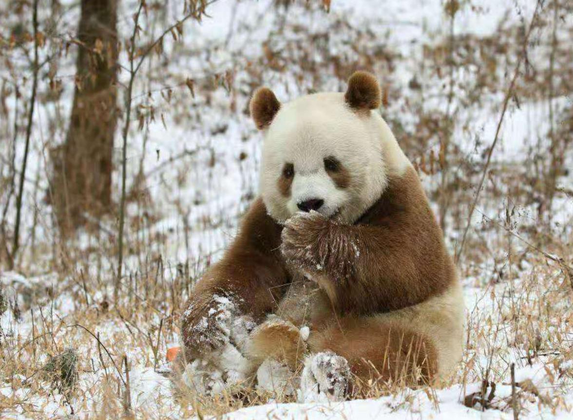 棕色大熊猫（哺乳纲动物）