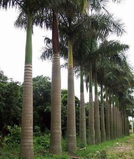 大王椰子（棕榈科植物）